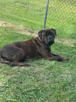 Sienna Grace -  Bullmastiff Dog Available for Adoption - Sienna Grace | PetCurious