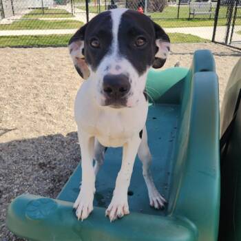 Allie -  Labrador Retriever Dog for Adoption in Fort Wayne, Indiana - Allie | PetCurious