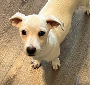 Rescue Mixed Breed Dogs for Adoption in Edgecliff Village, Texas - Q Tip | PetCurious
