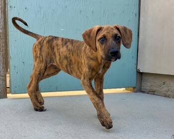 LINCOLN* -  Hound and Mixed Breed Dog for Adoption in Santa Cruz, California - LINCOLN* | PetCurious