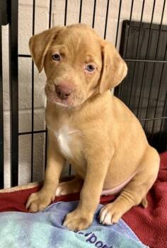 Manfred -  Black Mouth Cur and Mixed Breed Dog Available for Adoption in Picayune, Mississippi - Manfred | PetCurious