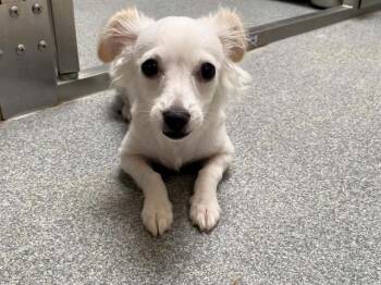 BANANA -  Chihuahua and American Eskimo Dog Dog for Adoption in Tustin, California - BANANA | PetCurious