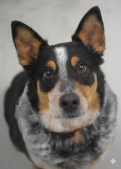 Australian Shepherd and Australian Cattle Dog Blue Heeler Dogs Available for Adoption in Pontiac, Michigan - Cypress | PetCurious