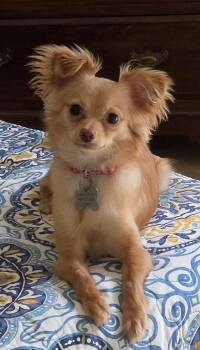 Sunny -  Papillon and Chihuahua Dog for Adoption in Vista, California - Sunny | PetCurious