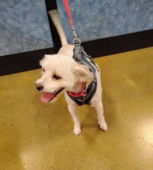 Rescue Maltipoo Dogs for Adoption in Tulsa, Oklahoma - Lucy Lou | PetCurious