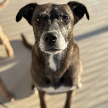 Rescue Black Labrador Retriever and Pit Bull Terrier Dogs for Adoption in Leona Valley, California - Belle | PetCurious