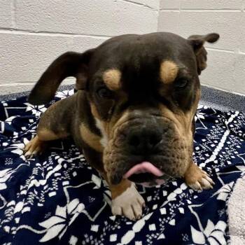 English Bulldog and Mixed Breed Dogs Available for Adoption in St. Louis, Missouri - EDNA | PetCurious