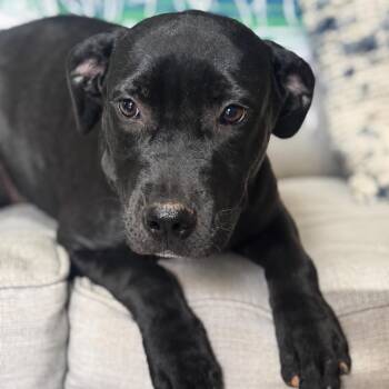 Ziva -  Black Labrador Retriever and Mixed Breed Dog for Adoption in Brownsboro, Alabama - Ziva | PetCurious