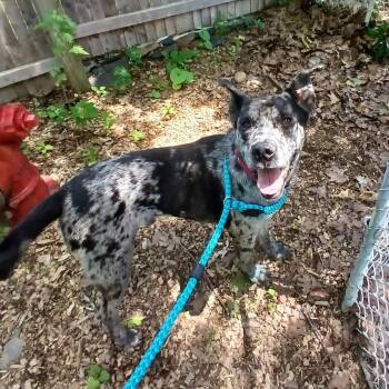 Duke -  Mixed Breed Dog for Adoption in Saugerties, New York - Duke | PetCurious