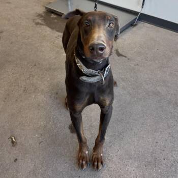 Mixed Breed Dogs Available for Adoption - Draco | PetCurious