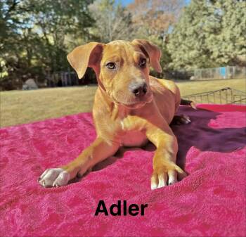 Adler -  Boxer Dog for Adoption in Manchester, Connecticut - Adler | PetCurious