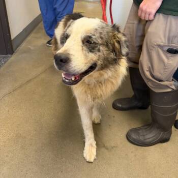 Biggin -  Mixed Breed Dog for Adoption in Columbiana, Alabama - Biggin | PetCurious