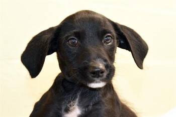 GUS -  Labrador Retriever and Mixed Breed Dog for Adoption in Fort Lauderdale, Florida - GUS | PetCurious