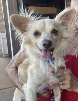 Cricket -  Papillon Dog for Adoption in Henderson, Nevada - Cricket | PetCurious