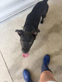 Toothless -  Pit Bull Terrier and Mixed Breed Dog for Adoption in Columbus, Indiana - Toothless | PetCurious