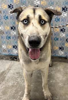 German Shepherd Dog and Husky Dogs Available for Adoption - APOLLO | PetCurious