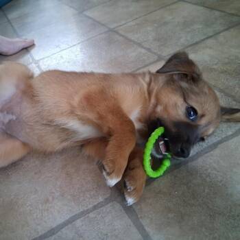 Robin -  Shepherd and Mixed Breed Dog for Adoption in Flagstaff, Arizona - Robin | PetCurious