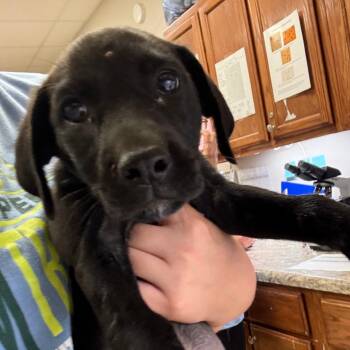 Claire - 061202U -  Labrador Retriever and Mixed Breed Dog for Adoption in Tupelo, Mississippi - Claire - 061202U | PetCurious