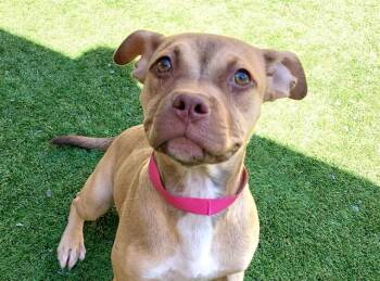 SAVE ME PLEASE Jilly - IDA554226 -  Pit Bull Terrier Dog for Adoption in San Marcos, California - SAVE ME PLEASE Jilly - IDA554226 | PetCurious