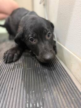 Penny -  Mixed Breed Dog for Adoption in Danielsville, Georgia - Penny | PetCurious