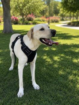 Kamala -  Yellow Labrador Retriever Dog for Adoption in Coachella, California - Kamala | PetCurious