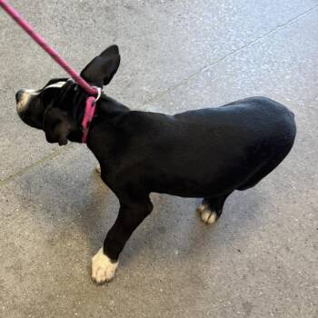 Lilly -  Mixed Breed Dog for Adoption in Las Cruces, New Mexico - Lilly | PetCurious