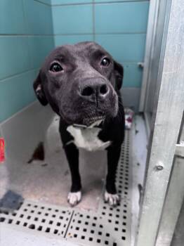 MILEY -  Staffordshire Bull Terrier and Mixed Breed Dog for Adoption in Houston, Texas - MILEY | PetCurious