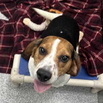 Benny -  Beagle Dog for Adoption in Grand Rapids, Michigan - Benny | PetCurious