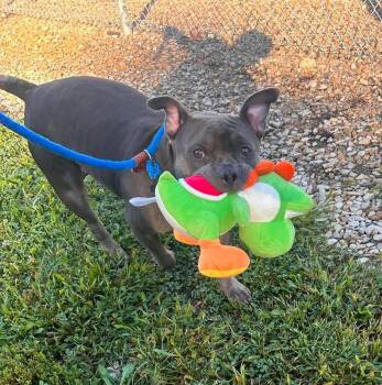 Racca -  Mixed Breed Dog for Adoption in Moundsville, West Virginia - Racca | PetCurious