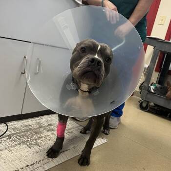 Pit Bull Terrier and Boxer Dogs Available for Adoption - Emmett | PetCurious