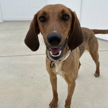 Honeysuckle -  Hound Dog for Adoption in Harrisonburg, Virginia - Honeysuckle | PetCurious