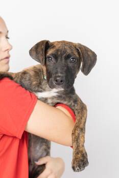 Rescue Mixed Breed Dogs for Adoption in Dearborn, Michigan - Cooper | PetCurious