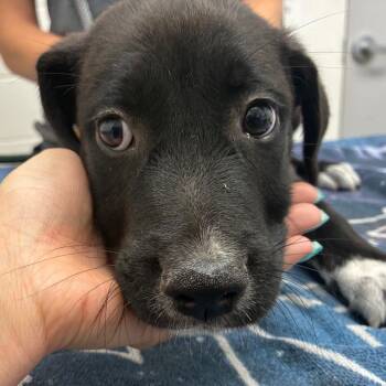 Bartholomew -  Black Labrador Retriever and Mixed Breed Dog for Adoption in Corpus Christi, Texas - Bartholomew | PetCurious