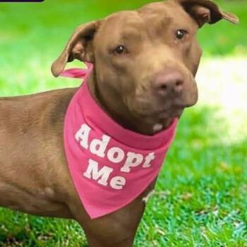Hershey -  Pit Bull Terrier Dog for Adoption in Ravenna, Kentucky - Hershey | PetCurious
