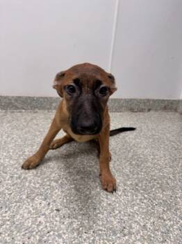 Rescue Belgian Shepherd Malinois and German Shepherd Dog Dogs for Adoption in Houston, Texas - Ursala | PetCurious