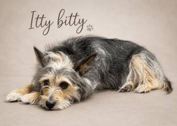 ITTY  BITTY -  Yorkshire Terrier and Mixed Breed Dog for Adoption in Crossville, Tennessee - ITTY  BITTY | PetCurious