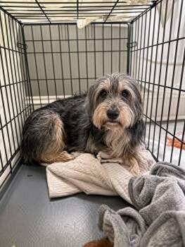 Patti -  Mixed Breed and Terrier Dog for Adoption in New York, New York - Patti | PetCurious