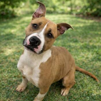 Pit Bull Terrier and Mixed Breed Dogs Available for Adoption - Daisy **No Adoption Fee Through March** | PetCurious