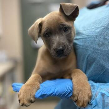 Boxer Dogs Available for Adoption in Bullhead City, Arizona - PUPPY 05/06/2026 | PetCurious