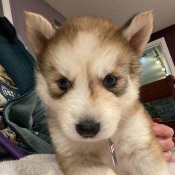 Rescue Husky and Mixed Breed Dogs for Adoption in San Francisco, California - Two Piece | PetCurious