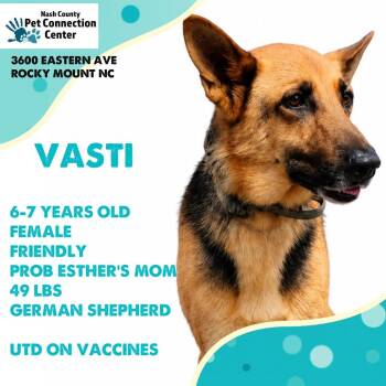 VASTI  Available NOW - ADOPTION or RESCUE! -  German Shepherd Dog and Mixed Breed Dog for Adoption in Nashville, North Carolina - VASTI  Available NOW - ADOPTION Or RESCUE! | PetCurious
