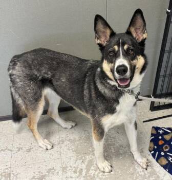 Cleo -  German Shepherd Dog Dog for Adoption in Salt Lake City, Utah - Cleo | PetCurious