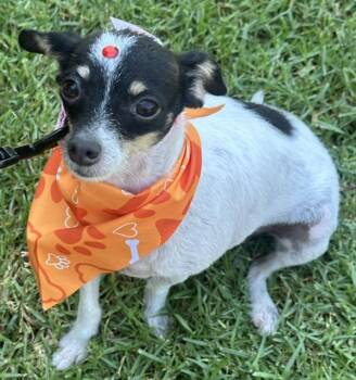 ABY -  Chihuahua Dog for Adoption in Bell Gardens, California - ABY | PetCurious
