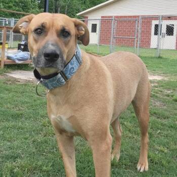 Black Mouth Cur Dogs Available for Adoption in Cabot, Arkansas - (Found) Pretzel | PetCurious