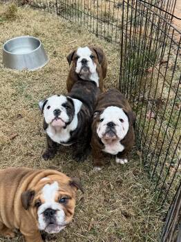 Rescue English Bulldog and Olde English Bulldogge Dogs for Adoption in Miami Beach, Florida - Eva | PetCurious