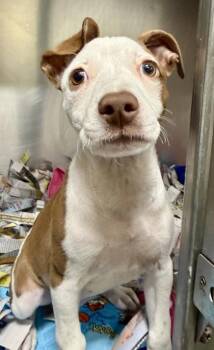 Terrier and Mixed Breed Dogs Available for Adoption in Honolulu, Hawaii - Daffodil | PetCurious