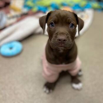 PINKY -  Pit Bull Terrier Dog for Adoption in Aurora, Colorado - PINKY | PetCurious