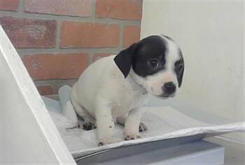 Cairn Terrier and Mixed Breed Dogs Available for Adoption - ZARA | PetCurious