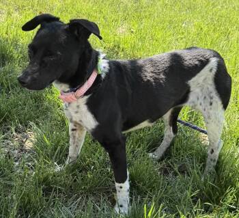 Rat Terrier Dogs Available for Adoption in Franklin, Tennessee - VIOLET | PetCurious