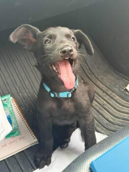 Tiny -  Shepherd and Staffordshire Bull Terrier Dog for Adoption in Thornton, Colorado - Tiny | PetCurious